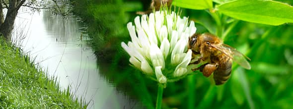 Montage photo entre un cours d'eau et une abeille qui butine.