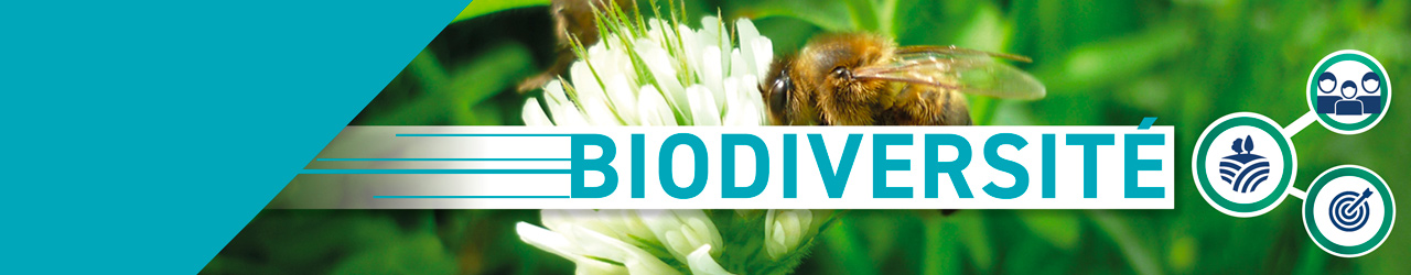 Biodiversité - une abeille butine une fleur