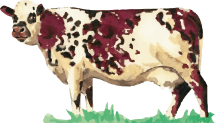 Vache normande vue de profil