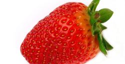 Gros plan sur une fraise